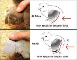 hướng dẫn sử dụng cách chọn gà mái đá của