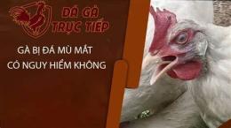 hướng dẫn sử dụng cách chữa gà bị đá mù mắt