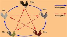 hướng dẫn sử dụng cách coi màu mạng gà đá