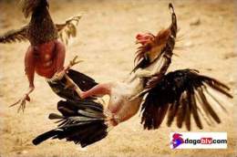 hướng dẫn sử dụng cach do ga da