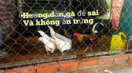 hướng dẫn sử dụng cách đổ gà tre đá