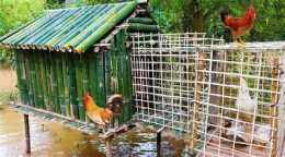 hướng dẫn sử dụng cách làm chuồng độ gà đá