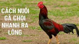 hướng dẫn sử dụng cách nuôi gà đá bóng lông