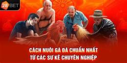 hướng dẫn sử dụng cách nuôi gà đá chuyên nghiệp