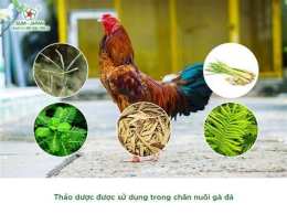 hướng dẫn sử dụng cách nuôi gà đá hiệu quả