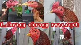 hướng dẫn sử dụng cách nuôi gà đá lông bóng mượt