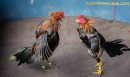 hướng dẫn sử dụng cách nuôi gà đá mau mập