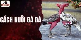 hướng dẫn sử dụng cách nuôi gà đá sung