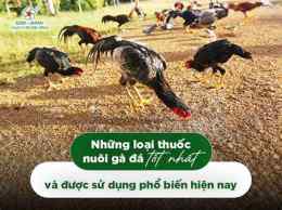 hướng dẫn sử dụng cách nuôi gà đá tốt nhất