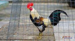 hướng dẫn sử dụng cách nuôi gà tre đá tiền