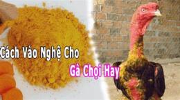 hướng dẫn sử dụng cách pha nghệ đỏ cho gà đá