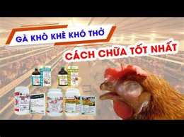 hướng dẫn sử dụng cách trị gà đã bị khò khè