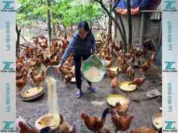 hướng dẫn sử dụng cách trộn thức ăn cho gà đá