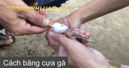 hướng dẫn sử dụng cách trồng cựa sắt cho gà đá