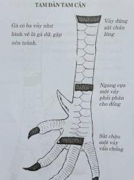 hướng dẫn sử dụng cách xem vảy gà đá hay