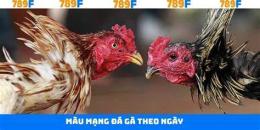 hướng dẫn sử dụng cap da ga theo ngay am