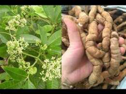 hướng dẫn sử dụng cây ruột gà chữa dạ dày