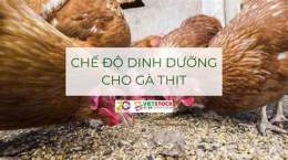 hướng dẫn sử dụng chế độ ăn cho gà đá cựa sắt