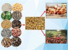hướng dẫn sử dụng chế độ vô mồi cho gà đá