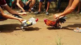 hướng dẫn sử dụng chọi gà đá