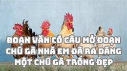 hướng dẫn sử dụng chú gà nhà em đã ra dáng một chú gà trống đẹp