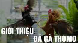 hướng dẫn sử dụng chung kết đá gà thomo