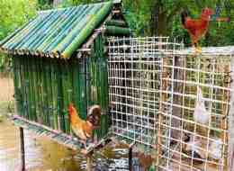 hướng dẫn sử dụng chuồng nuôi gà tre đá