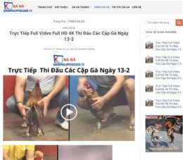 hướng dẫn sử dụng clip đá gà thomo c3 hôm nay