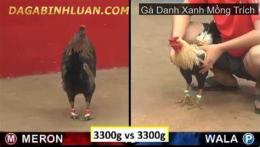 hướng dẫn sử dụng clip đá gà xanh trích trấn giữ thomo