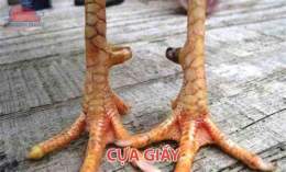 hướng dẫn sử dụng clip gà đòn đá với gà cựa