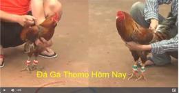 hướng dẫn sử dụng coi đá gà thái