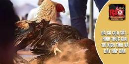 hướng dẫn sử dụng coi ngày gà đá cựa sắt
