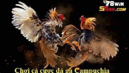 hướng dẫn sử dụng coi trực tiếp đá gà campuchia hôm nay