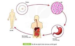 hướng dẫn sử dụng con gà là cấp độ tổ chức nào của cơ thể đa bào