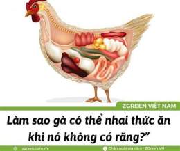 hướng dẫn sử dụng dạ dày cơ của gà
