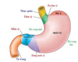 hướng dẫn sử dụng dạ dày cơ ở gà có chức năng gì