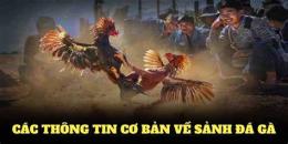 hướng dẫn sử dụng đá gà 789bet