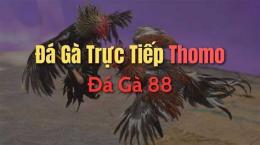 hướng dẫn sử dụng đá gà 88.com c3 hôm nay