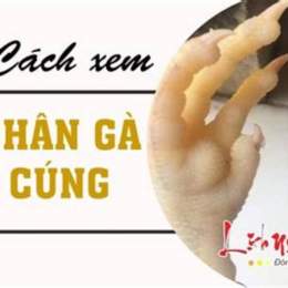 hướng dẫn xem chân gà đá