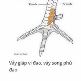 huong dan xem vay ga da co hinh minh hoa