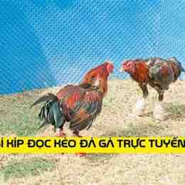 keo da ga truc tuyen