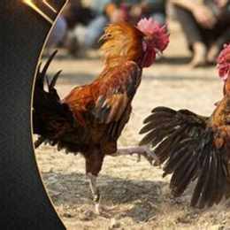 kết quả đá gà phát lại