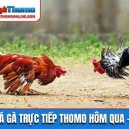 ket qua da ga thomo hom nay