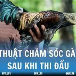 ky thuat cham soc ga da