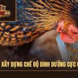 kỹ thuật nuôi gà đá cựa sắt mạnh
