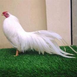 kỹ thuật nuôi gà tre đá