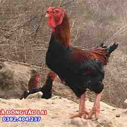 lai tao giong ga da