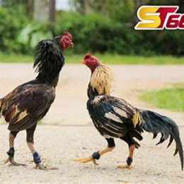 làm sao biết gà đá có cựa hay không