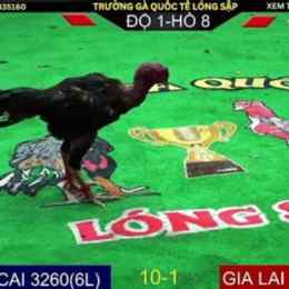 lịch đá gà 12 địa chi