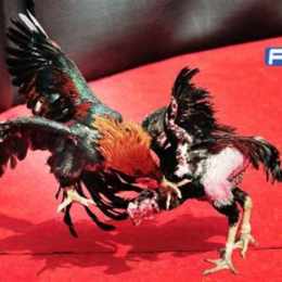 lối gà chọi đá hay nhất